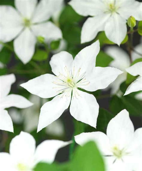See full list on bluestoneperennials.com Clematis 'So Many White Flowers' - Draycott Nurseries ...