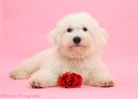 Dog Image Of Bichon Frise With Red Rose Wp21417