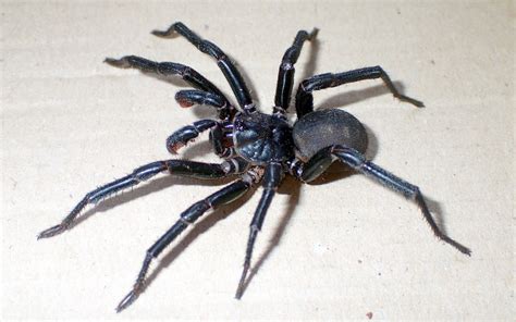 Australia Has Even More Large Scary Spiders Cosmos Magazine