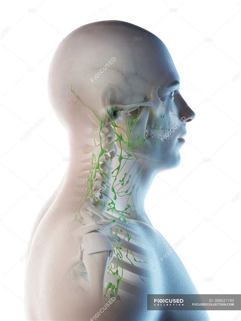 Lymph Nodes Of Male Neck And Head Computer Illustration — Rendering