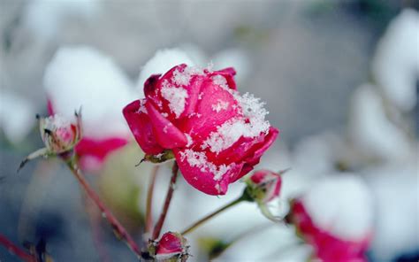 Flowers In Snow Wallpapers Top Free Flowers In Snow