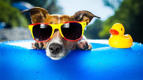 Dog Wearing Sunglasses 4k Sunglasses Wallpapers Glasses Wallpapers