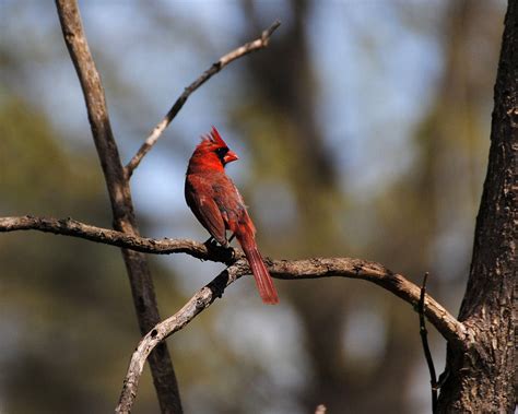 Cardinal On A Branch Photograph By Jai Johnson Fine Art America