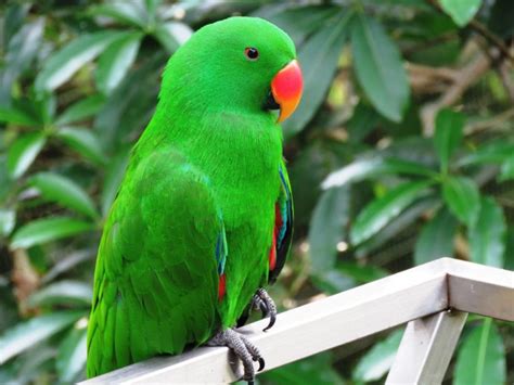 صور طائر ببغاء لونها أخضر Green Parrot عالم الصور