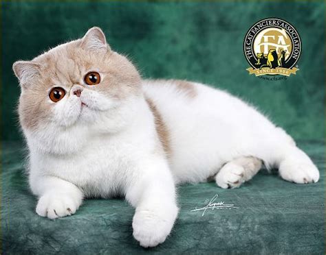 Top Cats 2017 China The Cat Fanciers Association Inc