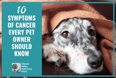10 Symptoms Of Cancer Every Pet Owner Should Know Chaska Valley