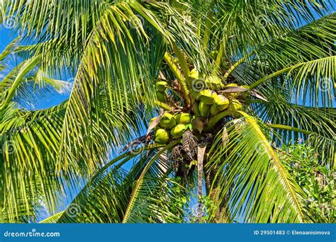Green Coconuts On The Palm Tree Stock Image Image Of Exotic Flora