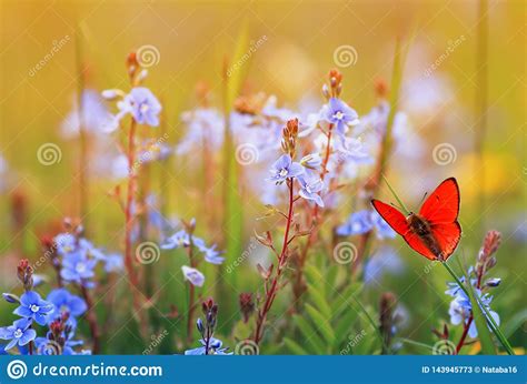 Beautiful Little Orange Butterfly Sits On A Summer Meadow