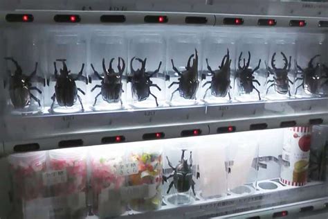 9 Weird Vending Machines In Japan That Will Blow Your Mind Fravel