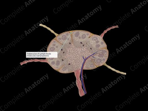Trabeculae Of Lymph Node Complete Anatomy