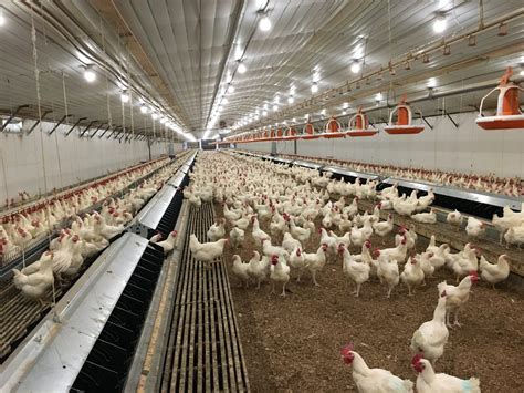 New Farmers Guide To The Commercial Broiler Industry Poultry