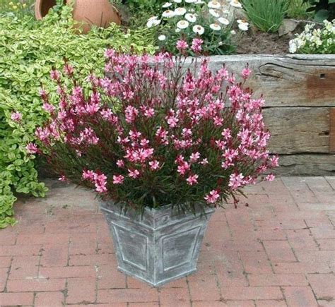 10 Best Images About Perennials For Containers On
