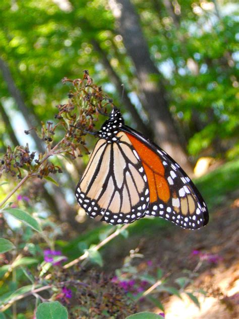 Beautiful Monarch Butterfly Butterflies Photo 16586056 Fanpop