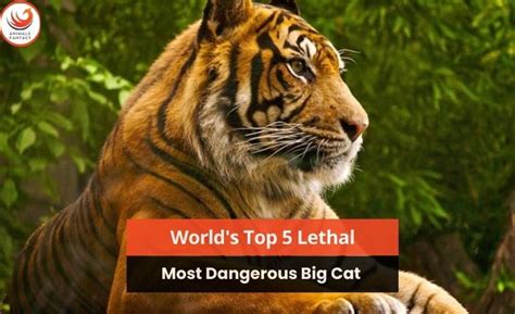 Worlds Top 5 Lethal And Most Dangerous Big Cat Species