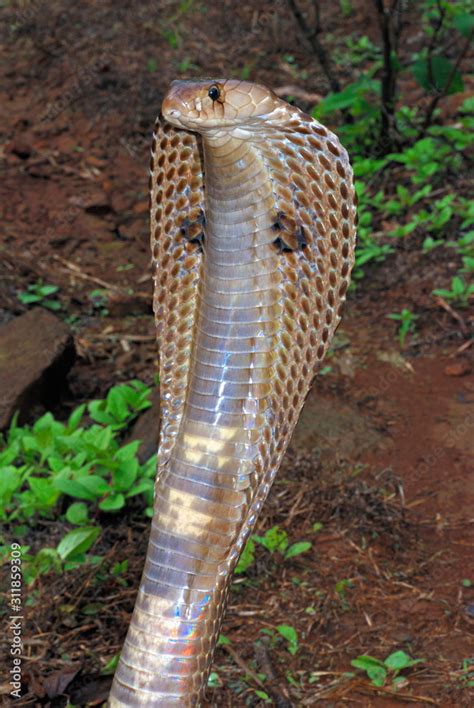 Indian Or Spectacled Cobra Naja Naja Naja Is A Genus Of Venomous