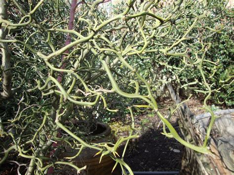 danger garden: Poncirus trifoliata, or Flying Dragon