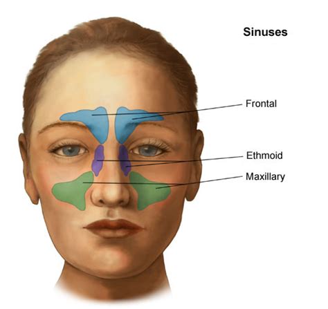 Anatomy And Physiology Of The Nose And Throat