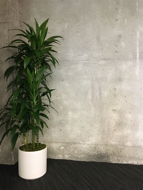 Top 6 Low Light Plants For Offices With No Sun — Plant Care Tips And