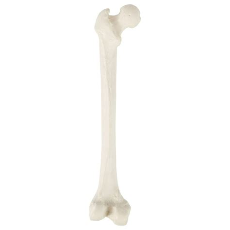 Axis Scientific Femur Bone Model Left Cast From A Real Human Femur