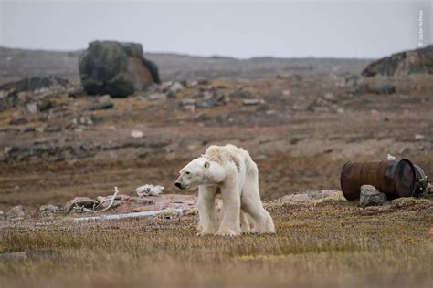 A Particularly Heartbreaking Image Shows A Starving Polar Bear In The