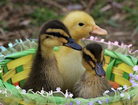Easter Quackers Baby Ducks Photograph Baby Ducks Fine Art Print