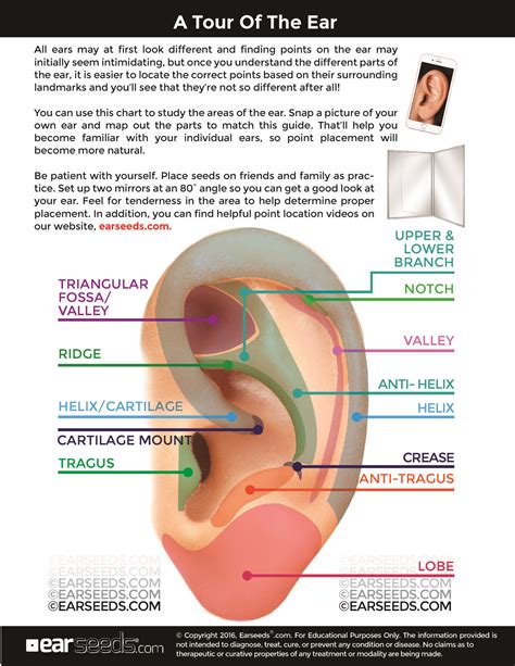 Ear Reflexology Acupressure Ear Pressure Points Ear Seeds Craniosacral Therapy Pointed Ears