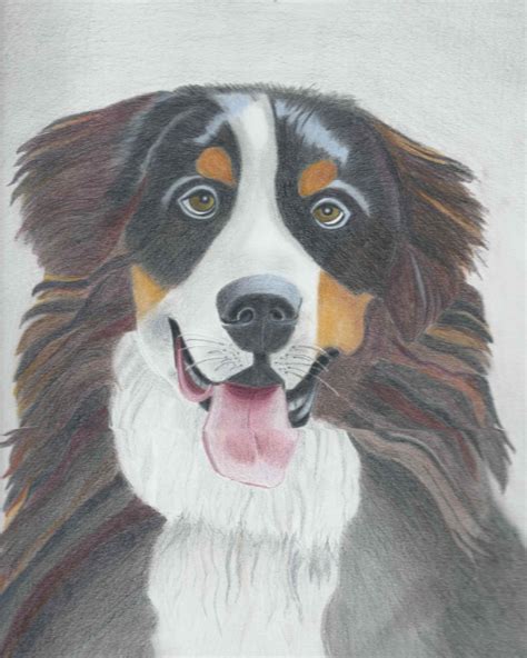 Colored Pencil Of Bernese Mountain Dog Art Graphite