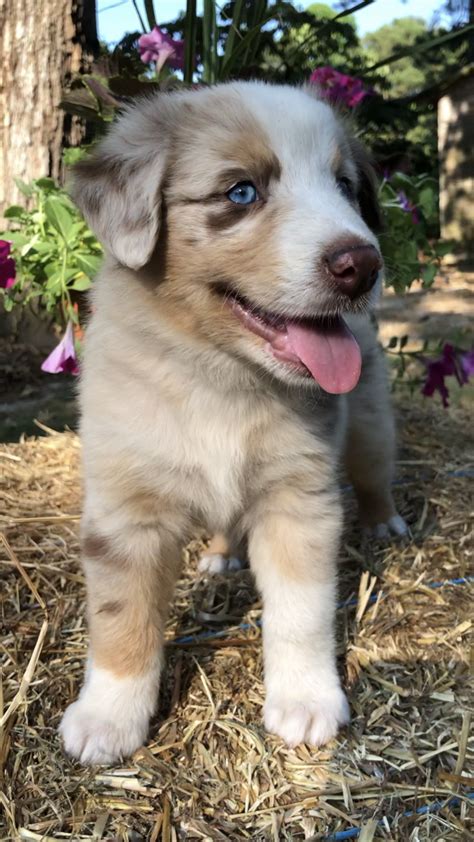 Australian Shepherd Puppies For Sale | Kenansville, NC #298460