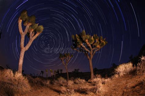 Night Shot Of Star Trails In Joshua Tree National Stock Image Image
