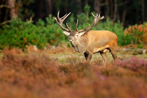 Red Deer Rutting Season Netherlands Big Animal In Forest Habitat