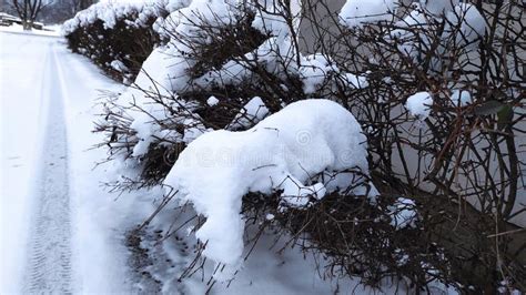 Snow Covered Hedge Heavy Snow Broke The Hedge Stock Image Image Of