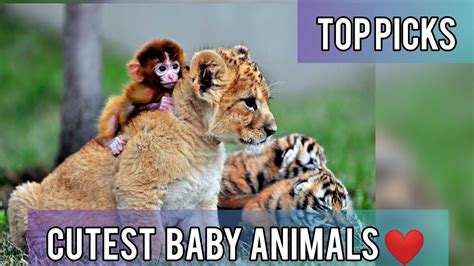 Top Picks Cutest Baby Animals Youtube