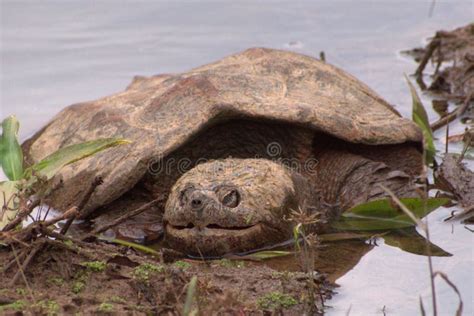 Muddy Snappy Turtle Crawling Out Of A Swamp Stock Image Image Of