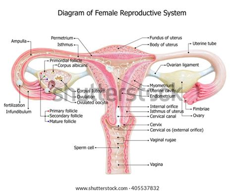 Female Reproductive System Image Diagram Stock Illustration 405537832