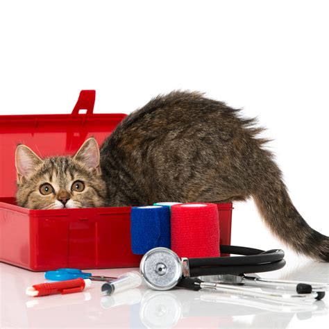 June Is Pet Preparedness Month Preparedness Pets Cat Safe