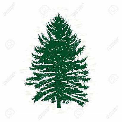 Tree Cedar Pine Drawing Silhouette Clipart Clipartmag