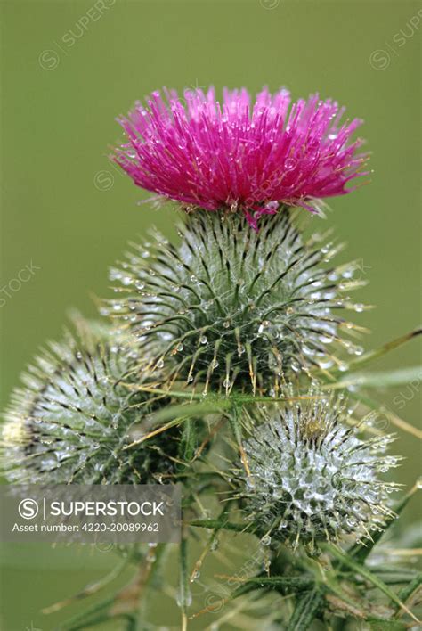 Spear Thistle Cirsium Vulgare Widespread Weed Superstock