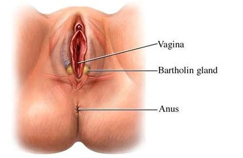 Vulva Bartholin Gland Cyst D Model By Scott White Moulage My Xxx Hot Girl