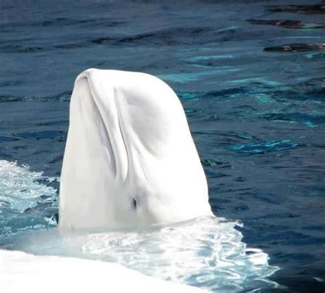 Beluga Whale Animals Beautiful Ocean Animals Beluga Whale