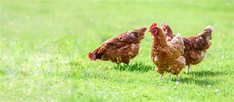 New Avian Flu Case Confirmed In Essex