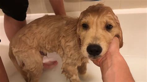 Puppy Bath Time Routine Golden Retriever Puppy Youtube