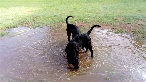 Labrador Puppies Enjoying Muddy Water Youtube