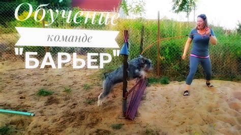 Как научить собаку прыгать по команде "барьер" - YouTube