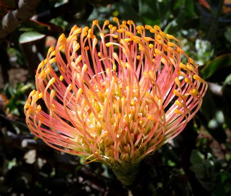 Protea Orange Pincushion Protea Flower Leucospermum Cordi Flickr