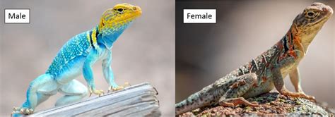 2 Collared Lizards Found In Texas Id Guide Bird Watching Hq