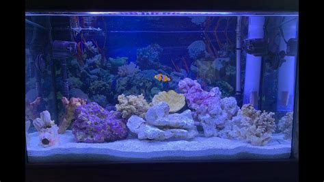 setting up my first reef tank saltwater aquarium setup youtube