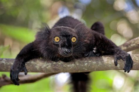 Black Lemur Male Photograph By Tony Camachoscience Photo Library Pixels