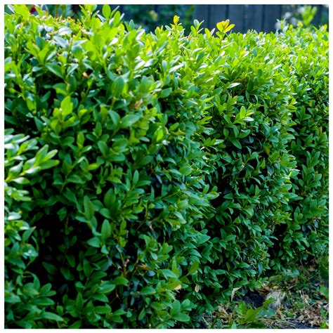 Common Box 10 15cm Tall Buxus Sempervirens Evergreen Hedging Plants