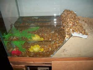 Land hermit crabs make good pets, but they are not as easy to care for as some people think, especially since strict humidity and temperature control are required. These are hermit crab pools. This isn't a DIY, but this article can give you some ideas. It is ...