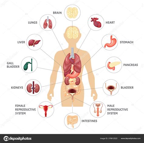 Human Body Internal Organs Infographics Anatomical Location Internal